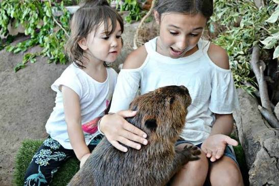 Why Do Humans Love Capybaras? The Secret to Their Charm