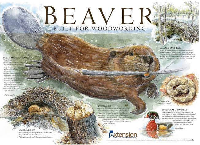Why Do Beavers Have Flat Tails? 5 Crucial Functions of Nature’s Multi-Tool