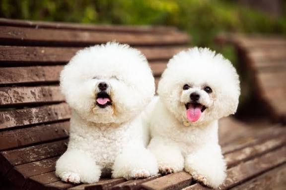 Dogs (Canis familiaris) exhibit immense diversity, with hundreds of recognized breeds that vary in size, appearance, temperament, and original purpose.