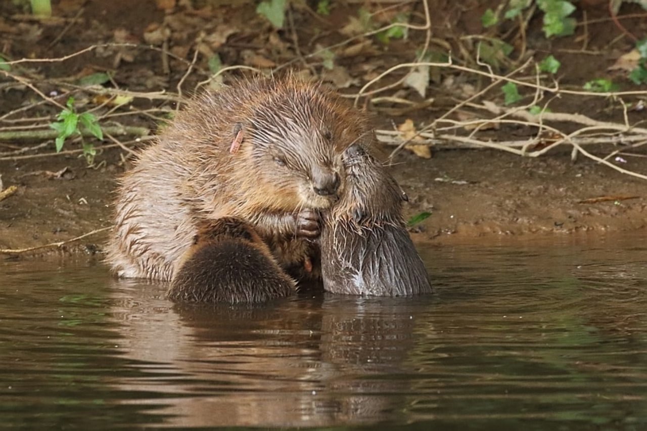 Beavers are the largest rodents in North America and one of the few species that significantly change their environment. By building dams, which form slow-moving ponds and reduce erosion, they provide habitat and resources for dozens of other species.