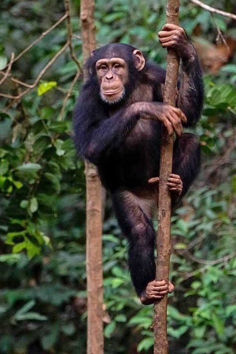 Why Monkeys Are Essential for Healthy Forest Ecosystems