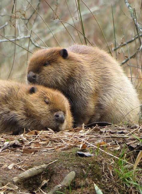 How Beavers Shape the Beavers Ecosystem and Why Their Survival Matters