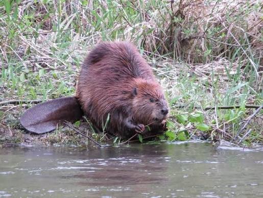 Why Beavers Need Help: Challenges and Human Threats to Wildlife